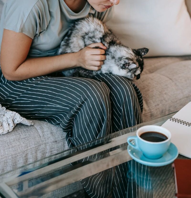Gato feliz