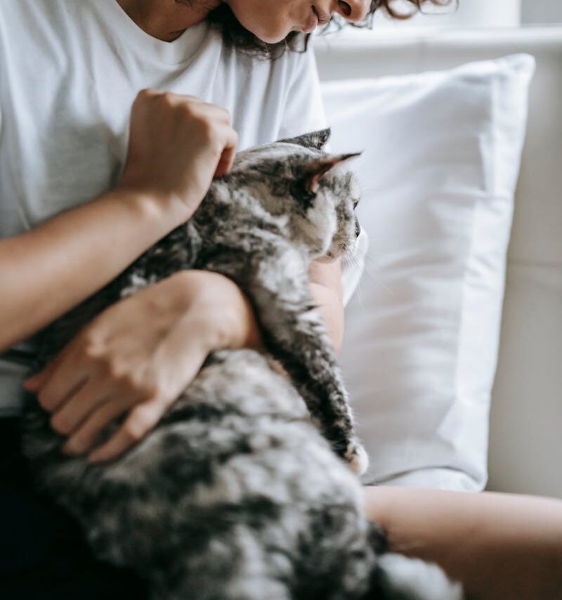 Cuidado de gatos