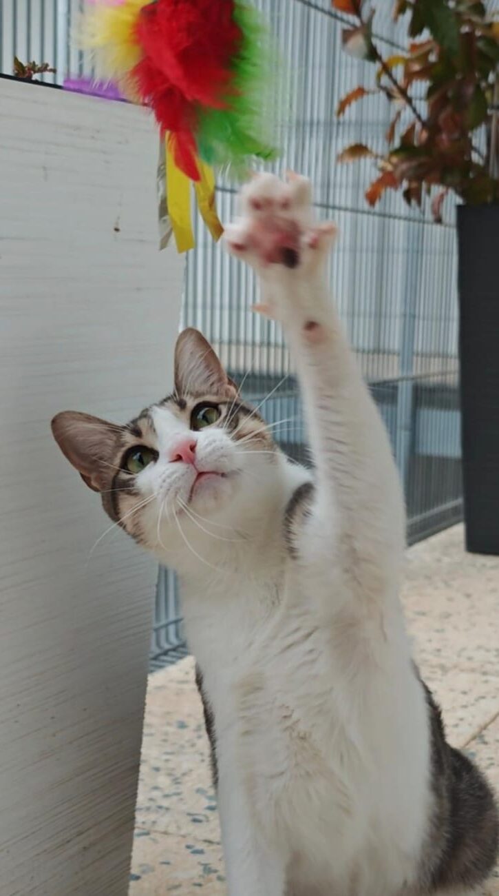 Eva, catsitter profesional de Gaticidad, con un gato